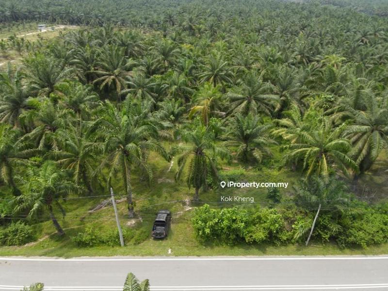 For Sale - FLAT Roadside Freehold - Palm Oil Agriculture Land For Sale