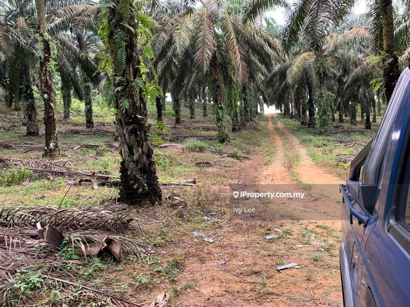 Agricultural Land for Sale in Senai, Johor by Ivy Lee - iProperty.com.my
