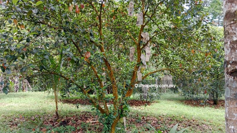 Agricultural Land for Sale in Tapah Perak 550 Acres Freehold Agriculture Land, Tapah by Winnie Chan - iProperty.com.my