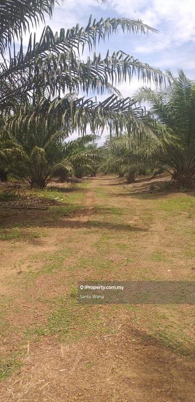Agricultural Land for Sale in Taman Buloh Kasap, Segamat by Santo Wang - iProperty.com.my