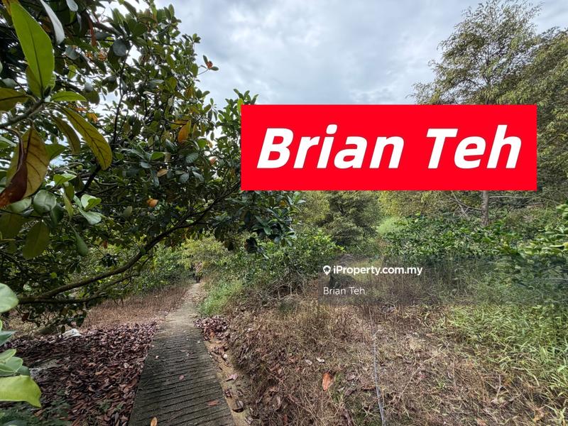 For Sale - Hill Land Durian Farm Agricultural Land Sale at Teluk Kumbar with Road Access