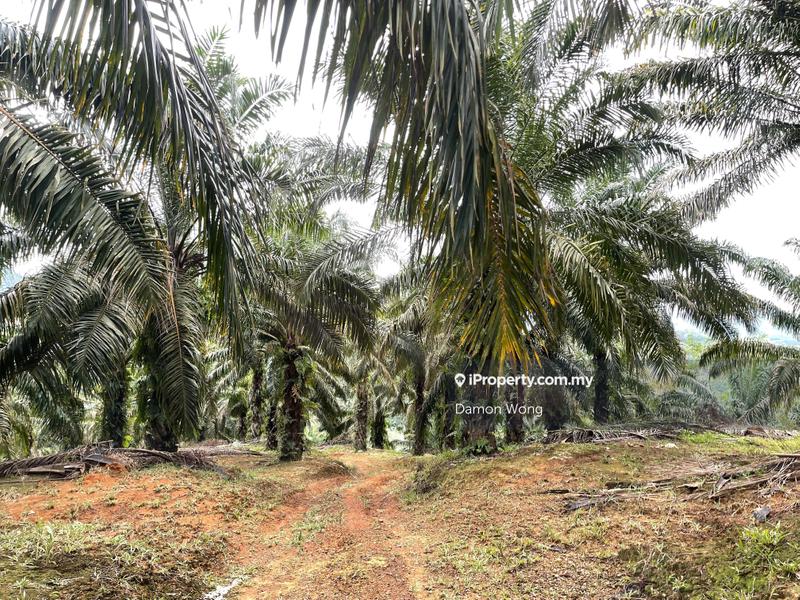 Tanah Pertanian untuk Dijual di Karak Telemong Manchis, Bentong oleh Damon Wong - iProperty.com.my