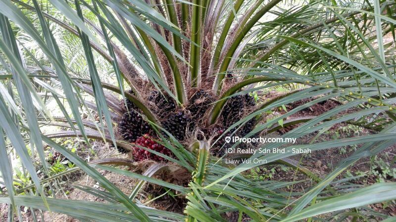Tanah Pertanian untuk Dijual di Beaufort, Sabah oleh Liaw Vui Onn - iProperty.com.my