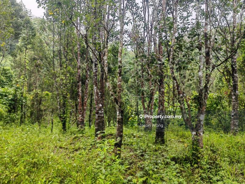 Tanah Pertanian untuk Dijual di Jalan Kota Bharu, Gua Musang, Kuala Krai, Kelantan, Gua Musang oleh Jason Wong - iProperty.com.my