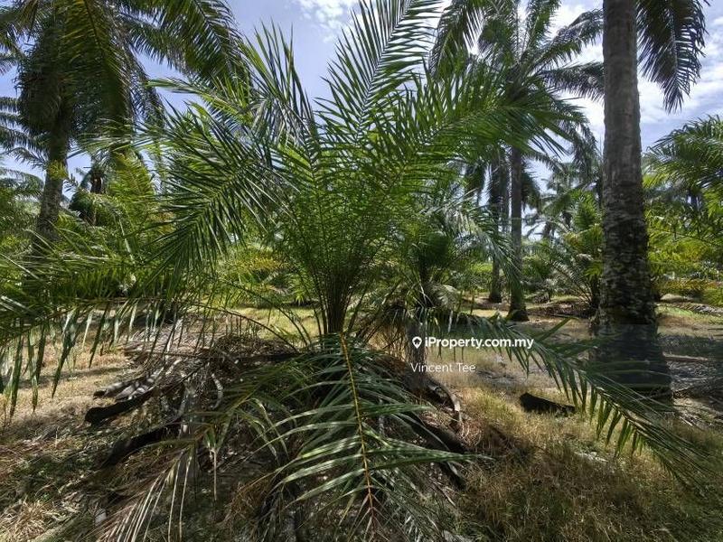 Agricultural Land for Sale in Kampung Baru Kemayan, Triang by Vincent Tee - iProperty.com.my