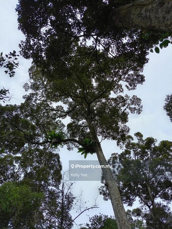 Tanah Pertanian untuk Dijual di Mengkuang Dam Orchard Farm for Sale, Bukit Mertajam oleh Kelly Yee - iProperty.com.my