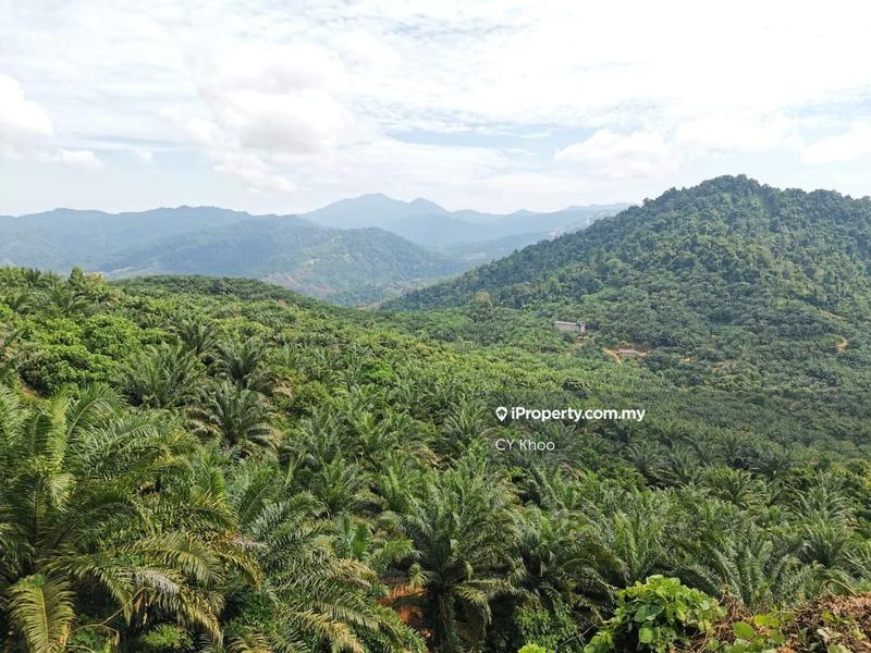 For Sale - Kelantan Kuala Krai Kuala Pahi FREEHOLD 200 acres Palm Oil Land for SALE