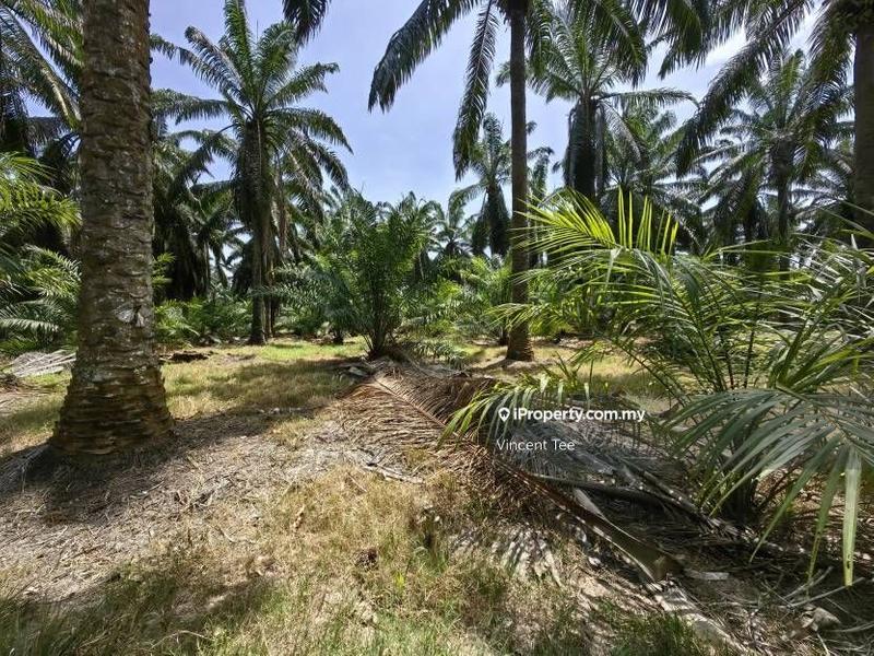 Agricultural Land for Sale in Kampung Baru Kemayan, Triang by Vincent Tee - iProperty.com.my