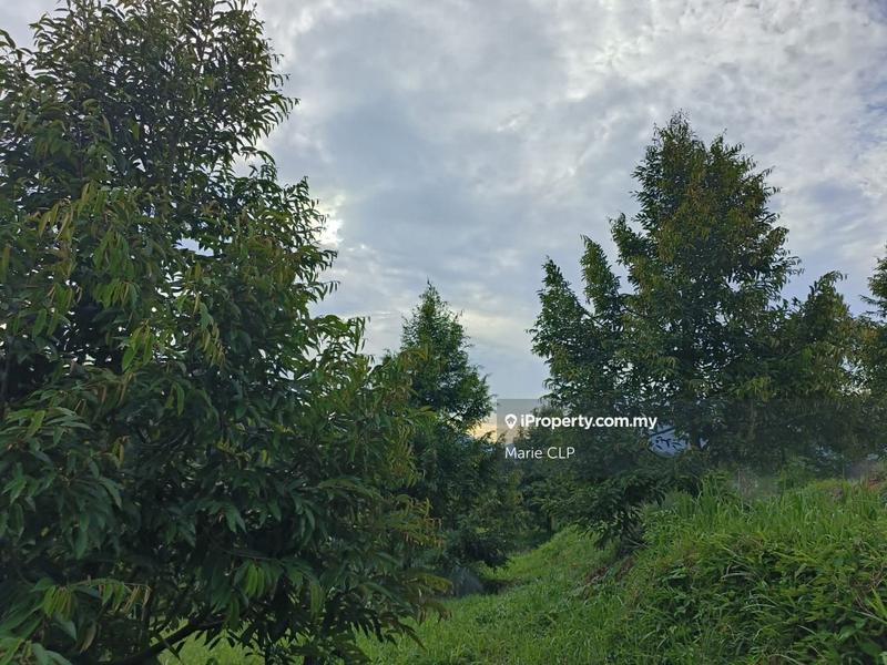 Agricultural Land for Sale in Kampung Sumpitan, Lenggong by Marie CLP - iProperty.com.my