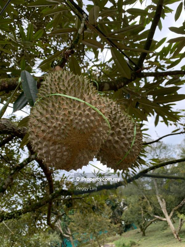 For Sale - Raub,Bentong, Tras, Sang Lee, Durian Orchard For Sale.