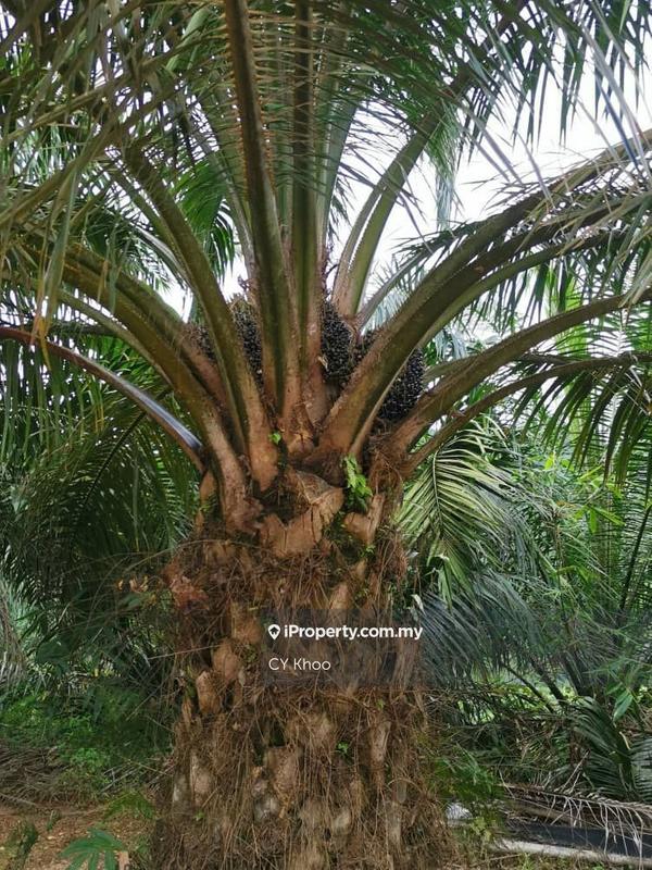 Tanah Pertanian untuk Dijual di Kelantan Gua Musang Ulu Nenggiri, Gua Musang oleh CY Khoo - iProperty.com.my