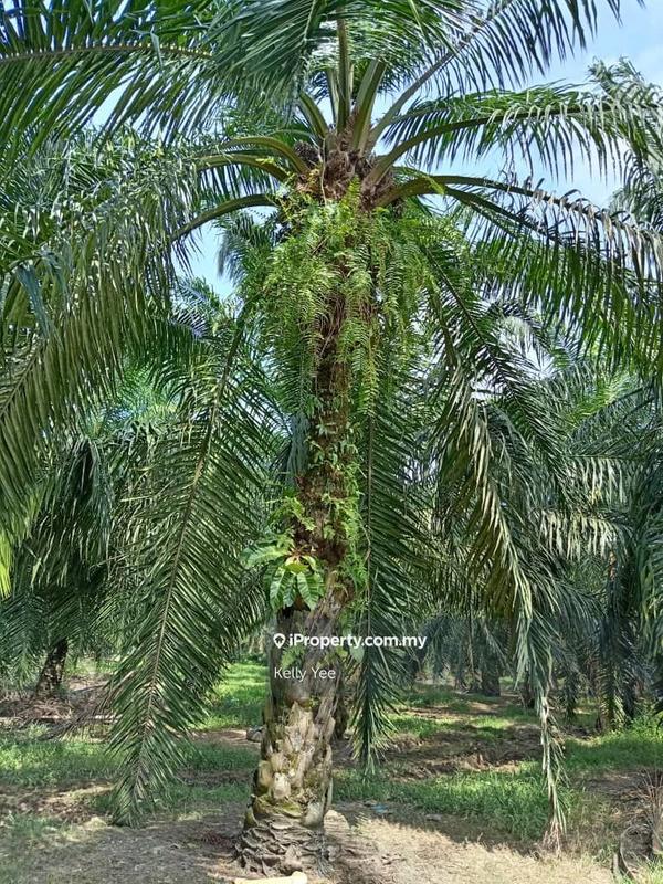 Agricultural Land for Sale in Changkat, Nibong Tebal by Kelly Yee - iProperty.com.my