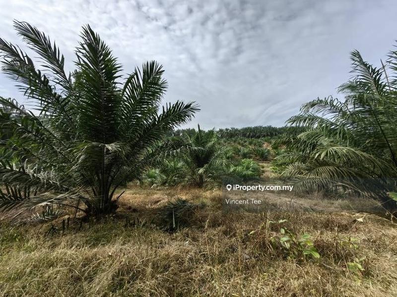 Agricultural Land for Sale in Bandar Mengkuang, Triang by Vincent Tee - iProperty.com.my