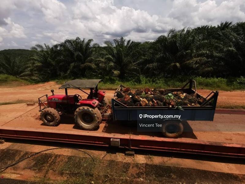 Agricultural Land for Sale in Bukit Kuin, Kuantan by Vincent Tee - iProperty.com.my