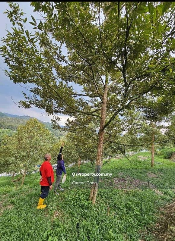 Agricultural Land for Sale in Hulu Langat, Selangor by Carene Chng - iProperty.com.my
