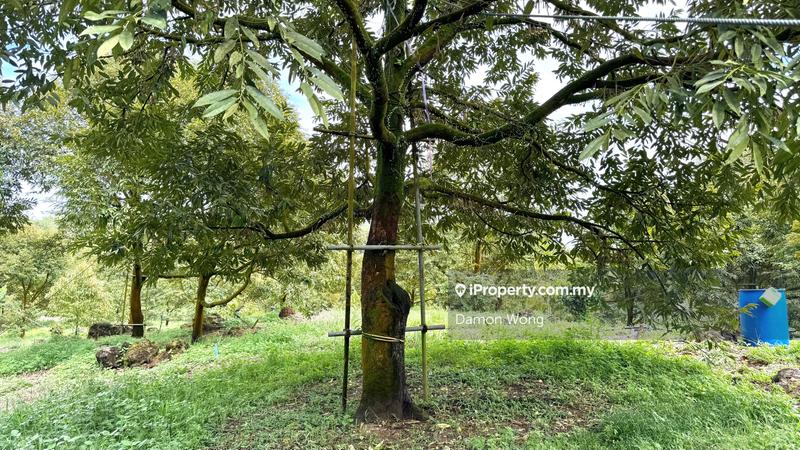 Agricultural Land for Sale in Cinta Manis, Karak by Damon Wong - iProperty.com.my