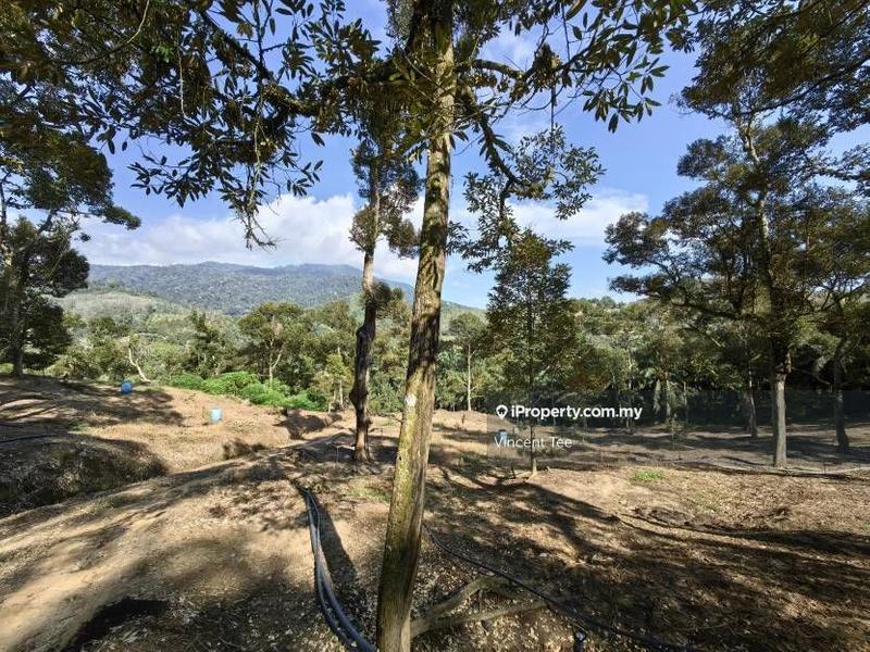 Tanah Pertanian untuk Dijual di Cheroh, Raub oleh Vincent Tee - iProperty.com.my