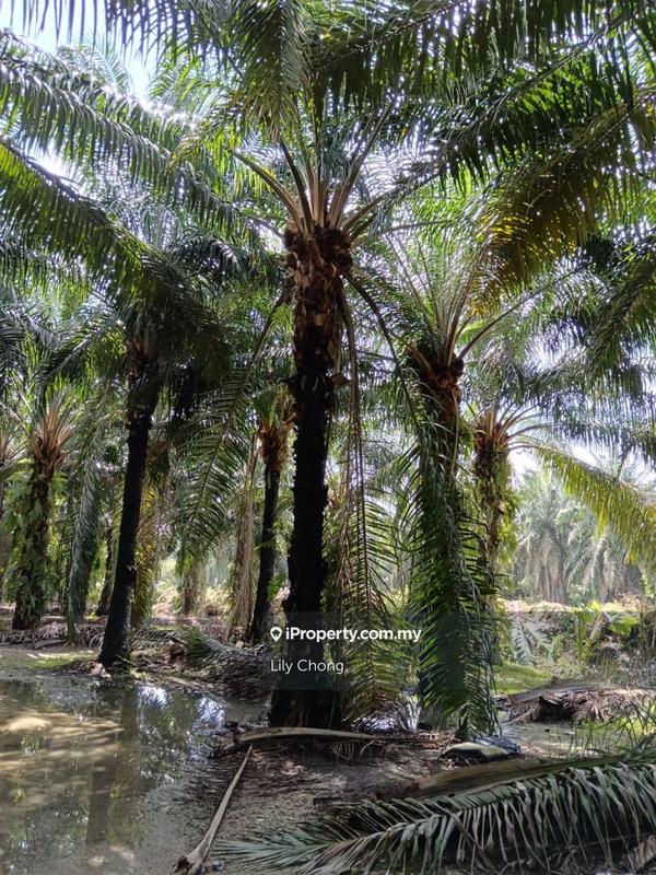 Tanah Pertanian untuk Dijual di Seri Manjung, Perak oleh Lily Chong - iProperty.com.my