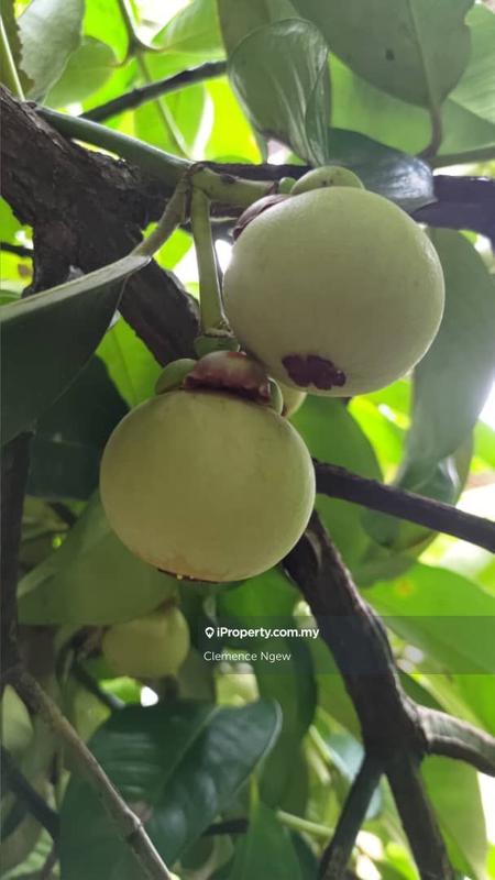 Agricultural Land for Sale in Ulu Slim, Slim River by Clemence Ngew - iProperty.com.my