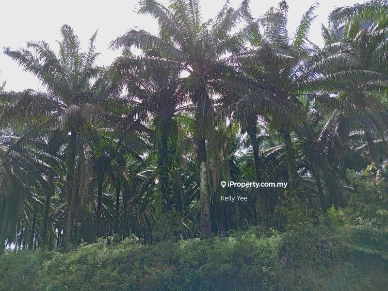 Agricultural Land for Sale in Palm Oil Plantation @ Labu Besar, Kulim for Sale, Kulim by Kelly Yee - iProperty.com.my