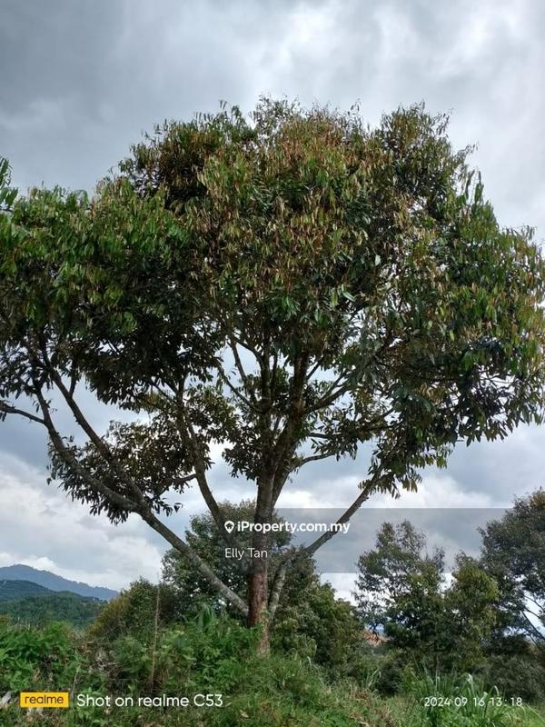 Tanah Pertanian untuk Dijual di Telemong, Karak, Bentong, Raub, Manchis, Bentong oleh Elly Tan - iProperty.com.my