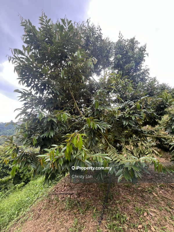 Tanah Pertanian untuk Dijual di Kawasan Perindustrian Bentong, Bentong oleh Christy Loh - iProperty.com.my