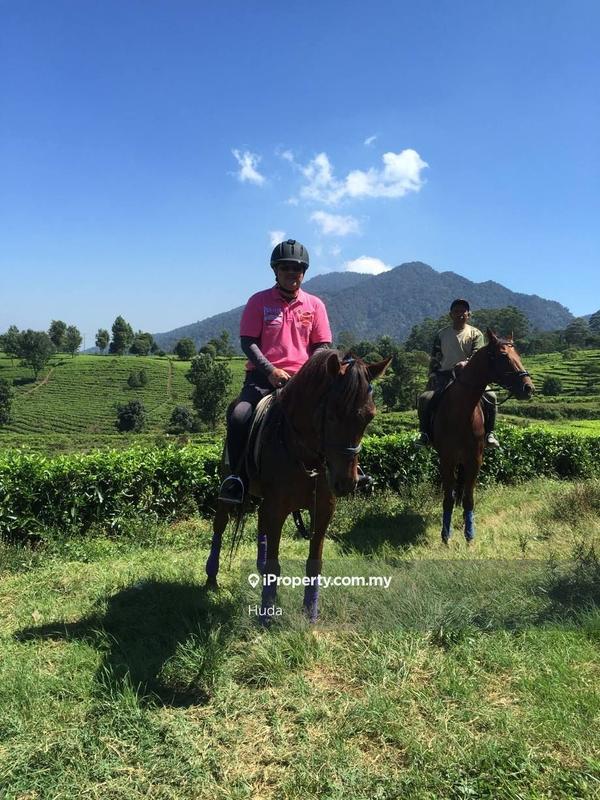 Tanah Pertanian untuk Dijual di Sungai Kongkoi, Kenaboi oleh Huda - iProperty.com.my