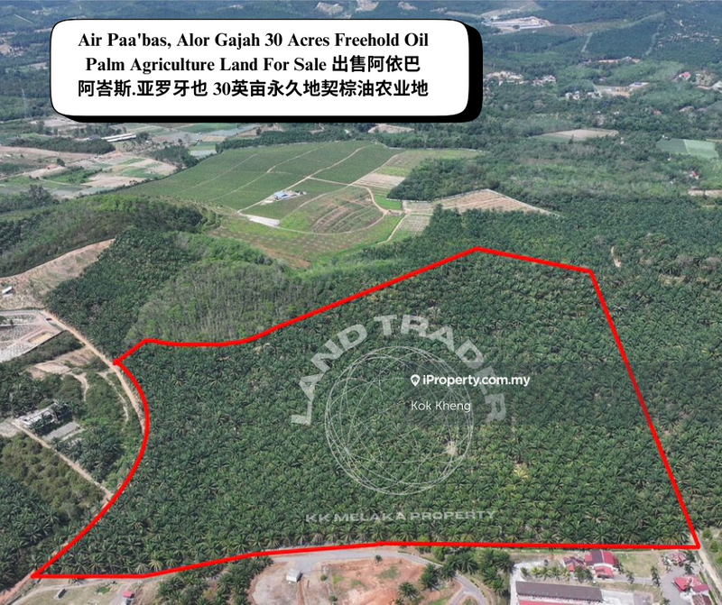 For Sale - Ayer Pa'abas Freehold Oil Palm