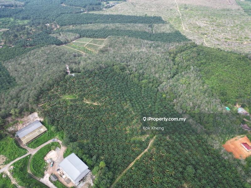 For Sale - Lendu, Alor Gajah 10acres Freehold Palm Oil Agriculture Land For Sale