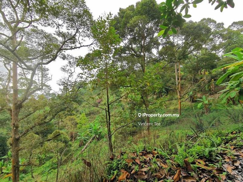 Tanah Pertanian untuk Dijual di Bukit Relau, Balik Pulau oleh Vincent Tee - iProperty.com.my
