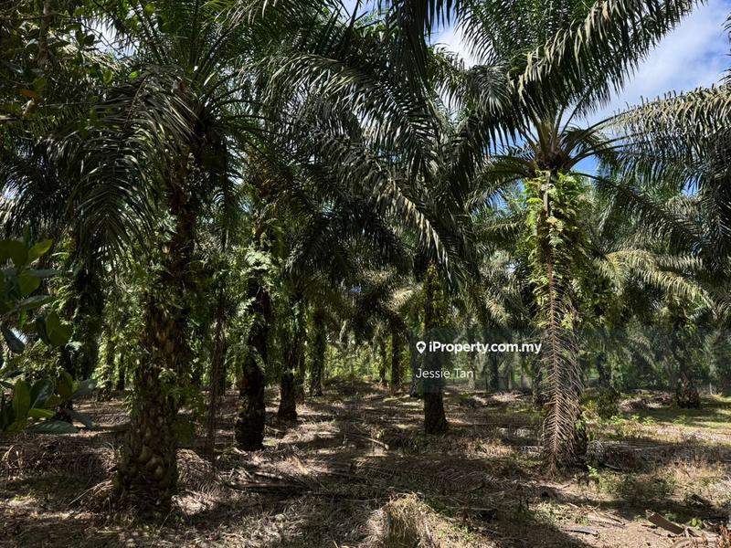 Tanah Pertanian untuk Dijual di Kota Tinggi, Johor oleh Jessie Tan - iProperty.com.my