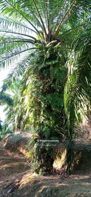 Tanah Pertanian untuk Dijual di Pelangai, Kuala Pilah oleh Omar Stephen Tan - iProperty.com.my
