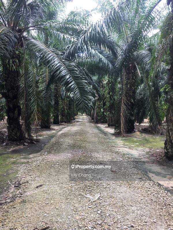 Agricultural Land for Sale in Seri Manjung, Perak by Lily Chong - iProperty.com.my