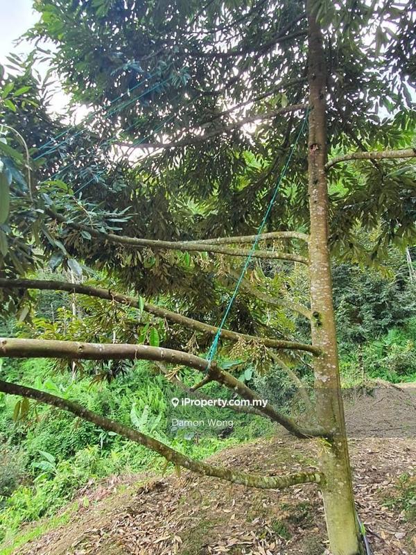 Tanah Pertanian untuk Dijual di Kampung Titi, Titi oleh Damon Wong - iProperty.com.my