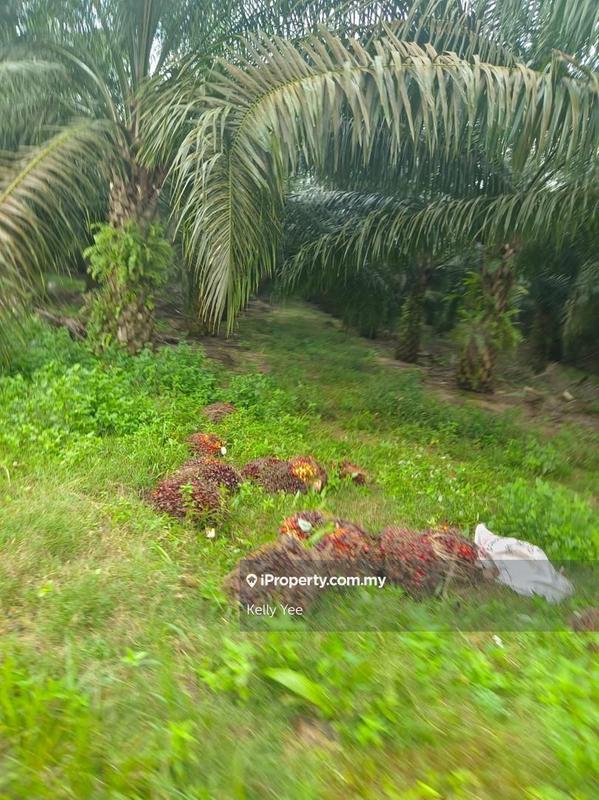 Agricultural Land for Sale in Paloh, Kluang by Kelly Yee - iProperty.com.my