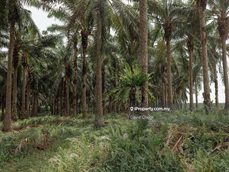 Tanah Pertanian untuk Dijual di Kuala Sawah, Rantau oleh David Cheok - iProperty.com.my