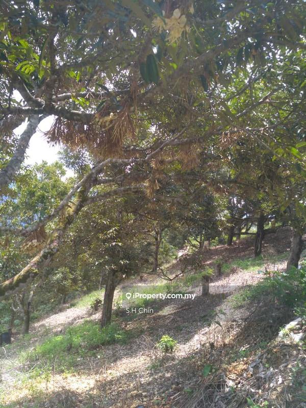 For Sale - N. Sembilan 5.5 Acres Durian Orchard