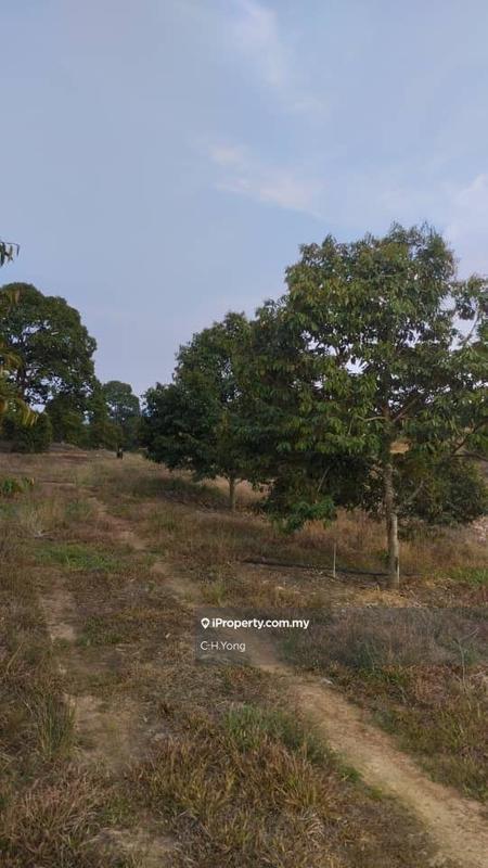 Agricultural Land for Sale in Simpang Pertang, Negeri Sembilan by C.H.Yong - iProperty.com.my