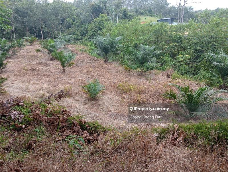 Agricultural Land for Sale in Lembah Beringin, Sungai Gumut by Chang Kheng Fatt - iProperty.com.my