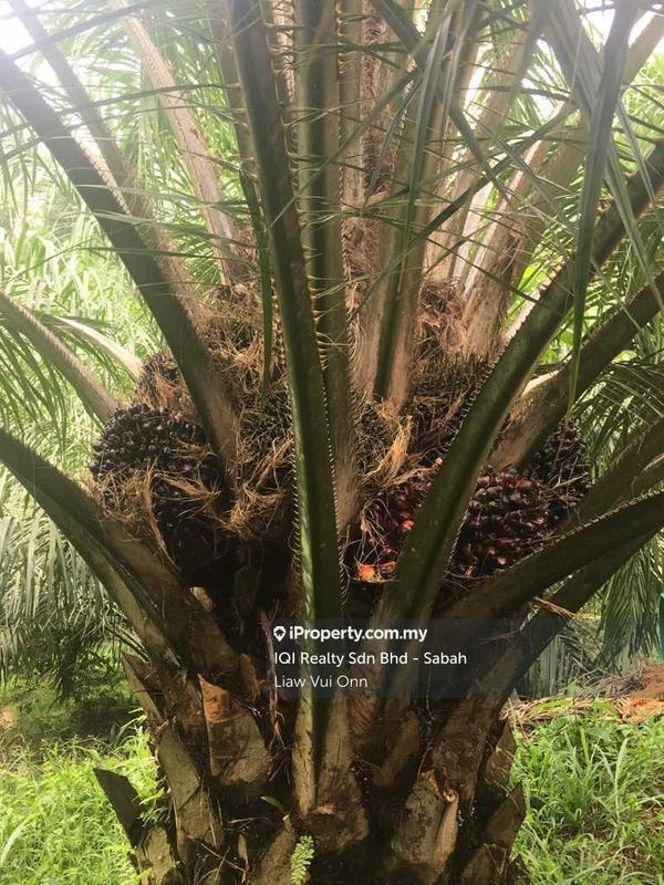 Tanah Pertanian untuk Dijual di Beaufort, Sabah oleh Liaw Vui Onn - iProperty.com.my