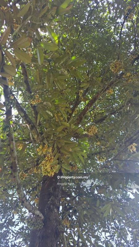 Agricultural Land for Sale in Papar, Sabah by Angela Yen - iProperty.com.my