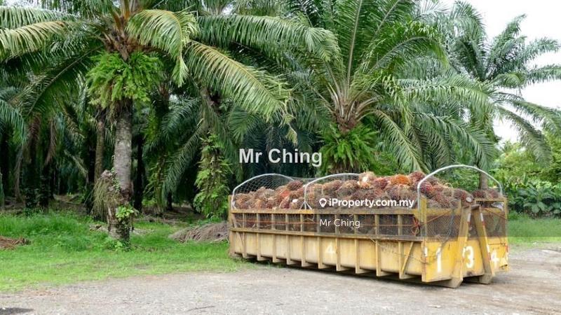 Agricultural Land for Sale in Polytechnic Banting, Banting by Mr Ching - iProperty.com.my