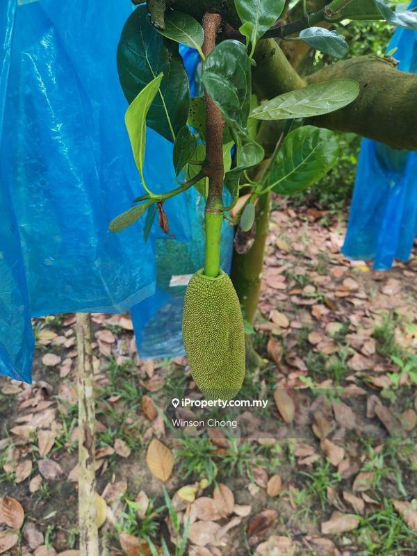 Agricultural Land for Sale in Kampung Baru Pokok Sena, Pokok Sena by Winson Chong - iProperty.com.my