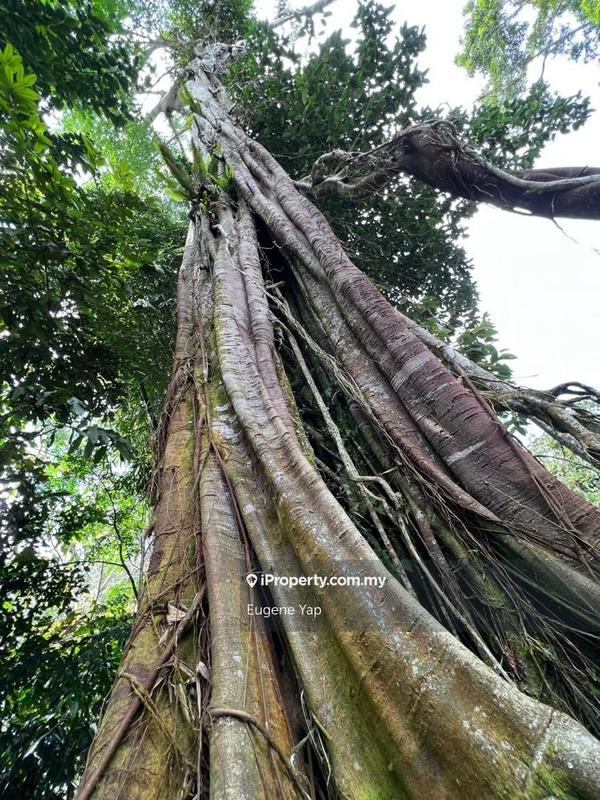 Tanah Pertanian untuk Dijual di 3 Acre Resort,Tanarimba @ Janda Baik, Bukit Tinggi, Bentong oleh Eugene Yap - iProperty.com.my