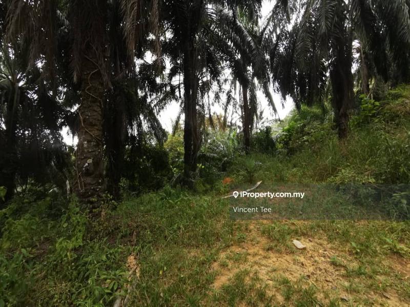 For Sale - 40 Acres Freehold Oil Palm Teriang Bera