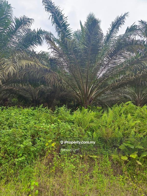 Agricultural Land for Sale in Mukim Paloh, Kluang by Alexius Lim - iProperty.com.my