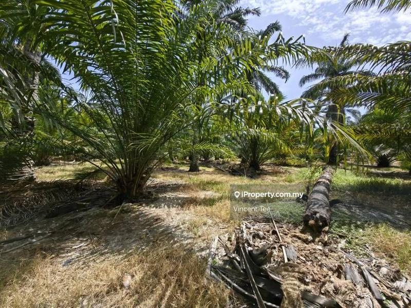 Agricultural Land for Sale in Kampung Baru Kemayan, Triang by Vincent Tee - iProperty.com.my