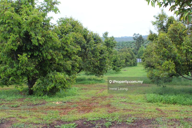 Agricultural Land for Sale in Kampung Selandar, Selandar by Irene Leong - iProperty.com.my