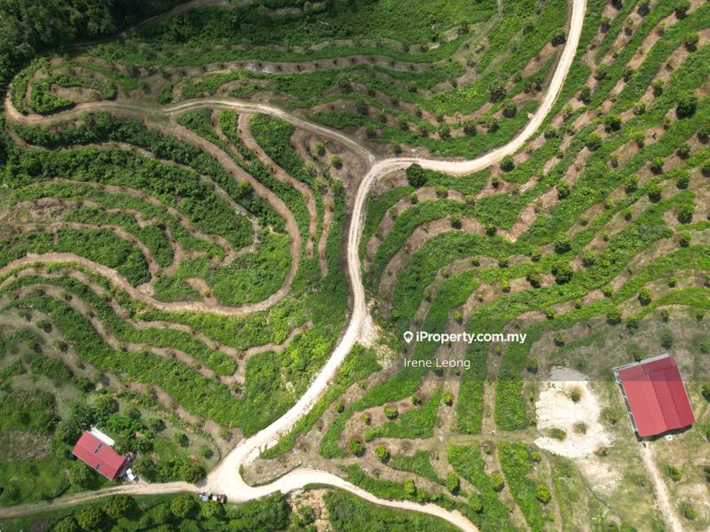 Agricultural Land for Sale in Taman Gua Musang, Gua Musang by Irene Leong - iProperty.com.my