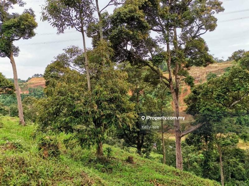 For Sale - Durian Orchard Farm @ Nibong Tebal for Sale